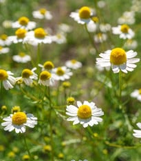 Heřmánek pravý - Matricaria recutita - prodej semen - 600 ks