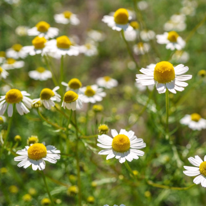 Heřmánek pravý - Matricaria recutita - prodej semen - 600 ks