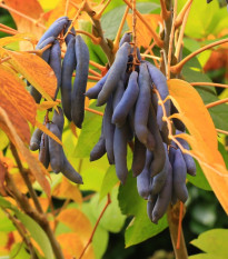 Palečník čínský - modré fazole - Decaisnea fargesii - prodej semen - 8 ks