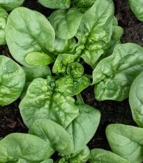 BIO Špenát Butterflay - Spinacia oleracea - prodej bio semen - 70 ks