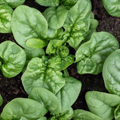 BIO Špenát Butterflay - Spinacia oleracea - prodej bio semen - 70 ks