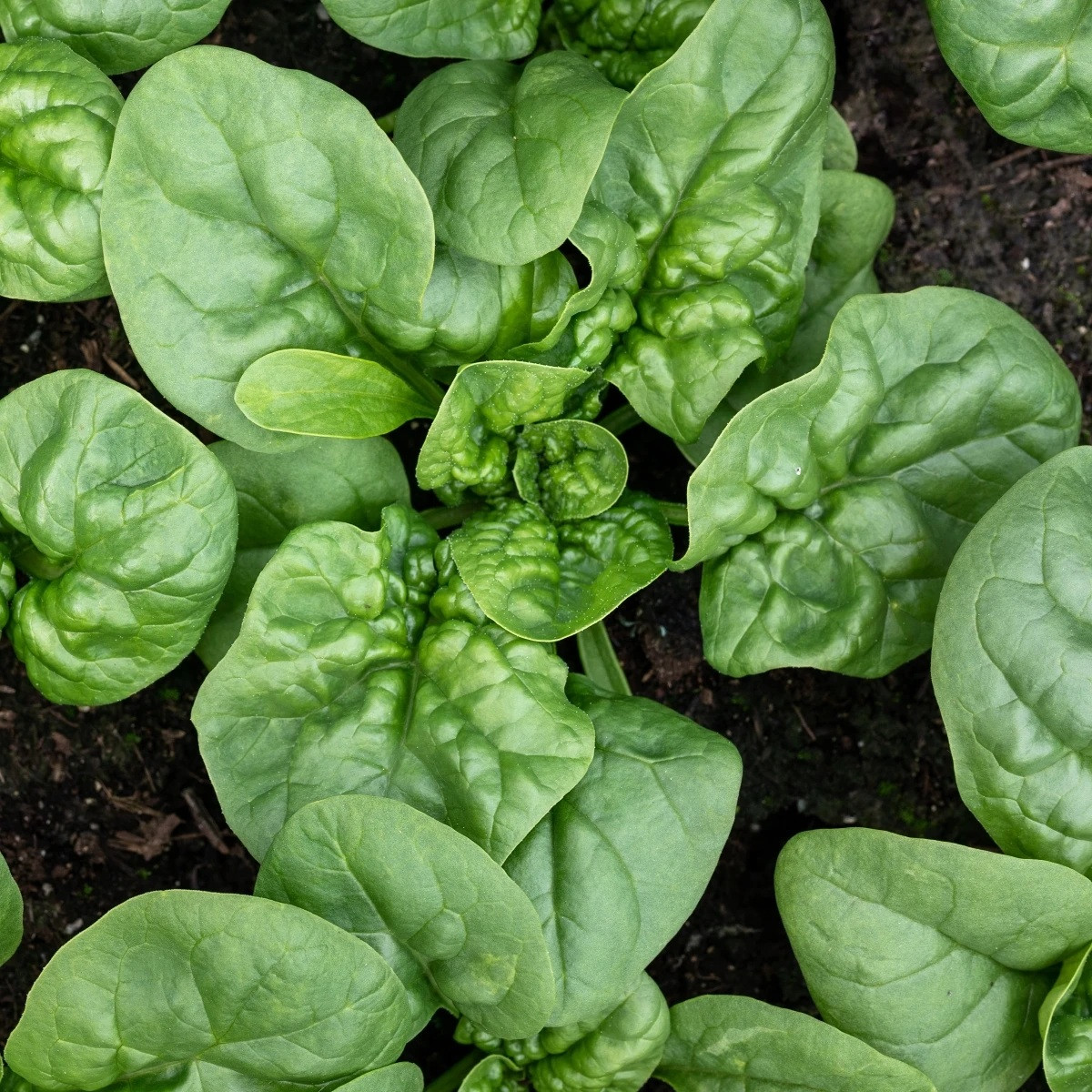 BIO Špenát Butterflay - Spinacia oleracea - prodej bio semen - 70 ks