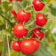 Rajče Gourmelito F1 - Solanum lycopersicum - prodej semen - 6 ks