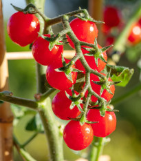 Rajče Gourmelito F1 - Solanum lycopersicum - prodej semen - 6 ks
