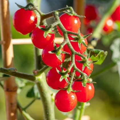 Rajče Gourmelito F1 - Solanum lycopersicum - prodej semen - 6 ks