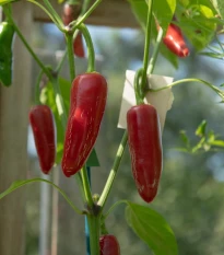 BIO Chilli Jalapeno - Capsicum annuum - prodej bio semen - 6 ks