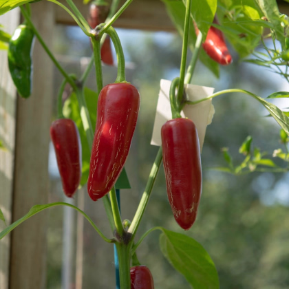 BIO Chilli Jalapeno - Capsicum annuum - prodej bio semen - 6 ks
