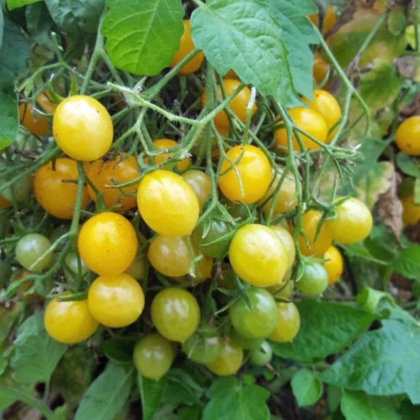 Rajče Mirabell - Solanum lycopersicum - prodej semen - 6 ks