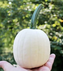 Tykev okrasná Snowdrop F1 - Cucurbita pepo - prodej semen - 6 ks