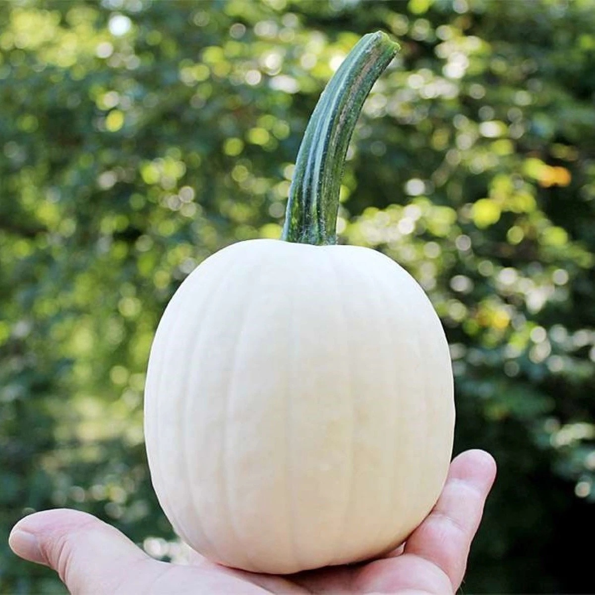 Tykev okrasná Snowdrop F1 - Cucurbita pepo - prodej semen - 6 ks