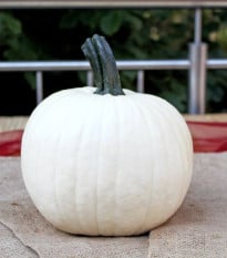 Tykev okrasná Avalanche F1 PMT - Cucurbita pepo - prodej semen - 6 ks