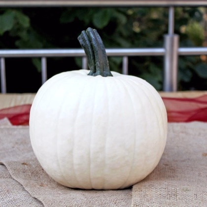 Tykev okrasná Avalanche F1 PMT - Cucurbita pepo - prodej semen - 6 ks