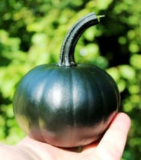 Dýně Black Bear F1 PMT - Cucurbita pepo - prodej semen - 7 ks