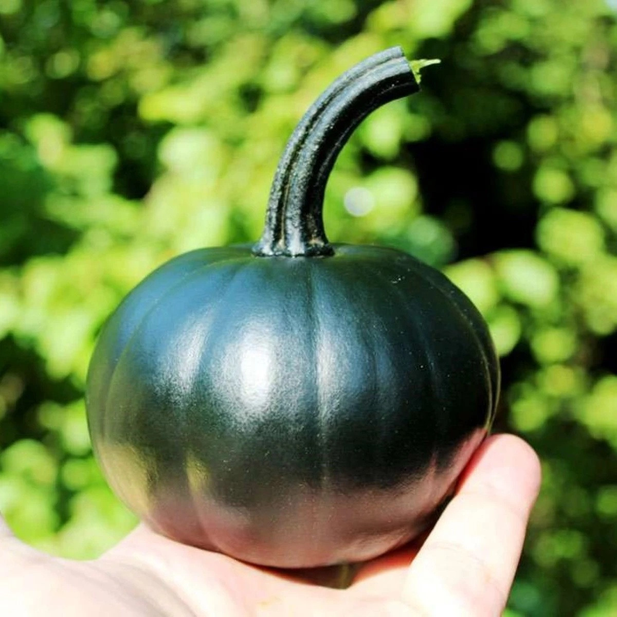 Dýně Black Bear F1 PMT - Cucurbita pepo - prodej semen - 7 ks