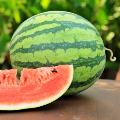 Meloun vodní Nanoor F1 - Citrullus lanatus - prodej semen - 6 ks