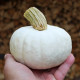 Tykev White Lamp F1 - Cucurbita pepo - prodej semen - 6 ks