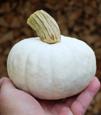 Tykev White Lamp F1 - Cucurbita pepo - prodej semen - 6 ks