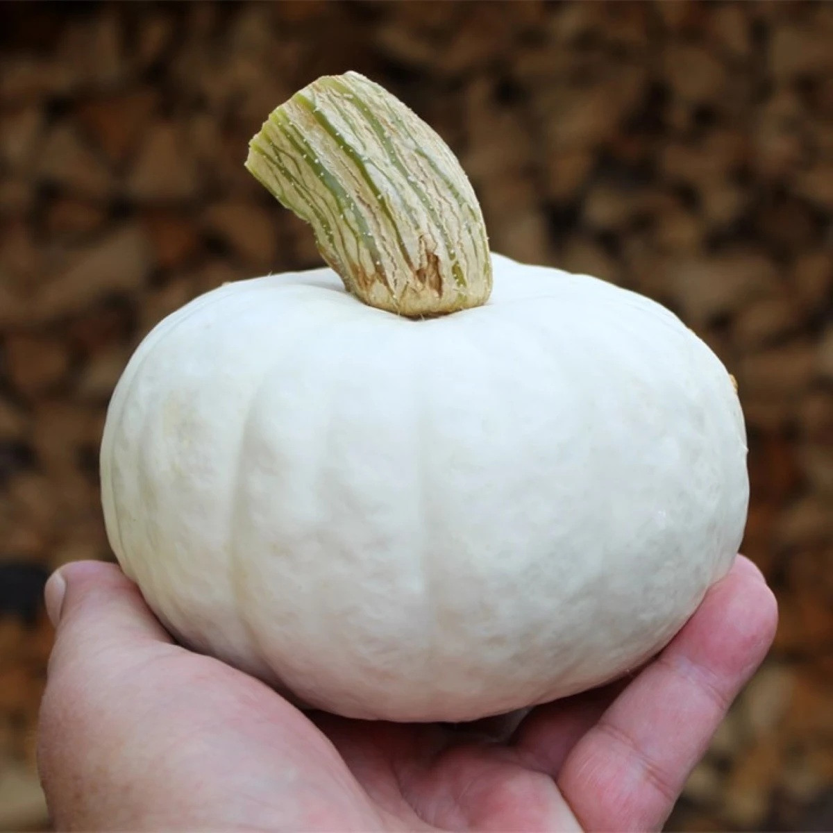 Tykev White Lamp F1 - Cucurbita pepo - prodej semen - 6 ks