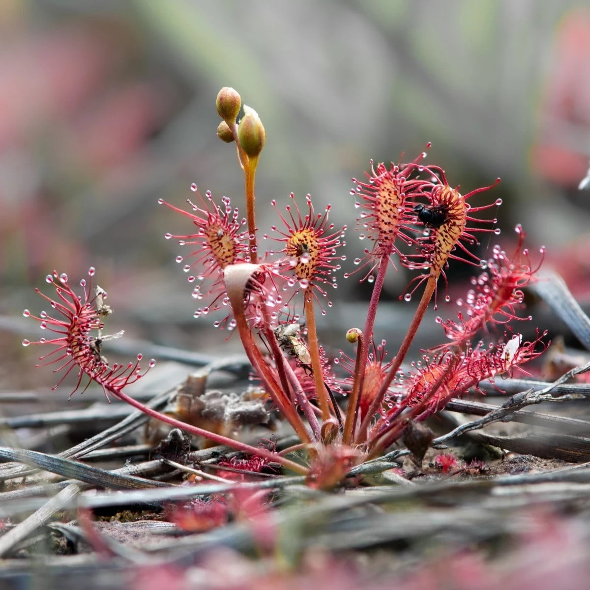 Rosnatka kapská Red Bonn - Drosera capensis - prodej semen - 10 ks