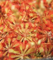 Rosnatka spathulata - Drosera spathulata - prodej semen - 10 ks