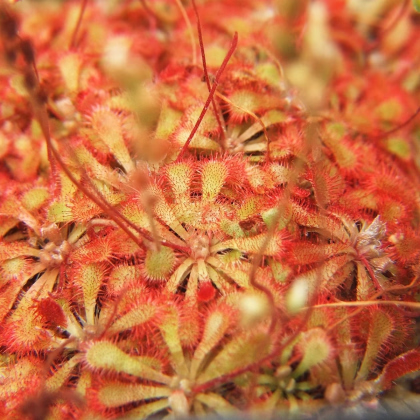 Rosnatka spathulata - Drosera spathulata - prodej semen - 10 ks