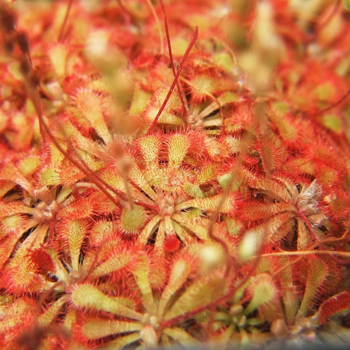 Rosnatka spathulata - Drosera spathulata - prodej semen - 10 ks