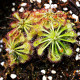 Rosnatka aliciae - Drosera alicinaea - prodej semen - 10 ks