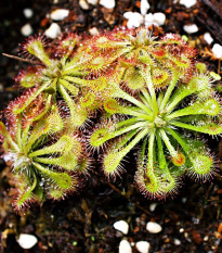 Rosnatka aliciae - Drosera alicinaea - prodej semen - 10 ks