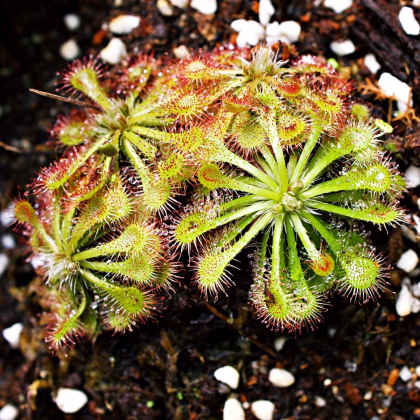 Rosnatka aliciae - Drosera alicinaea - prodej semen - 10 ks