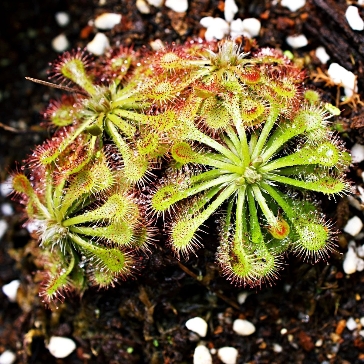 Rosnatka aliciae - Drosera alicinaea - prodej semen - 10 ks