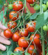 Rajče keříčkové balkónové Vilma- Solanum lycopersicum - prodej semen - 21 ks