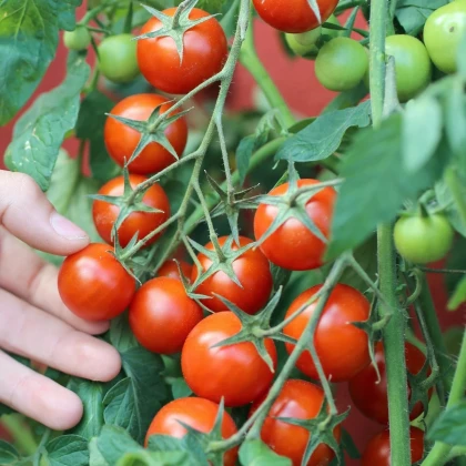 Rajče keříčkové balkónové Vilma- Solanum lycopersicum - prodej semen - 21 ks