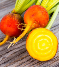 BIO Řepa červená Burpees Golden - Beta vulgaris conditiva - prodej bio semen - 50 ks