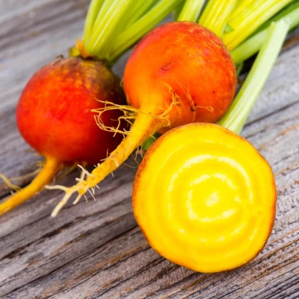 BIO Řepa červená Burpees Golden - Beta vulgaris conditiva - prodej bio semen - 50 ks