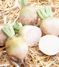 BIO Řepa červená Albina Vereduna - Beta vulgaris conditiva - prodej bio semen - 50 ks