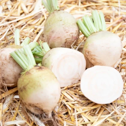 BIO Řepa červená Albina Vereduna - Beta vulgaris conditiva - prodej bio semen - 50 ks