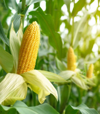 BIO Kukuřice Mergoscia - Zea mays - prodej bio semen - 15 ks