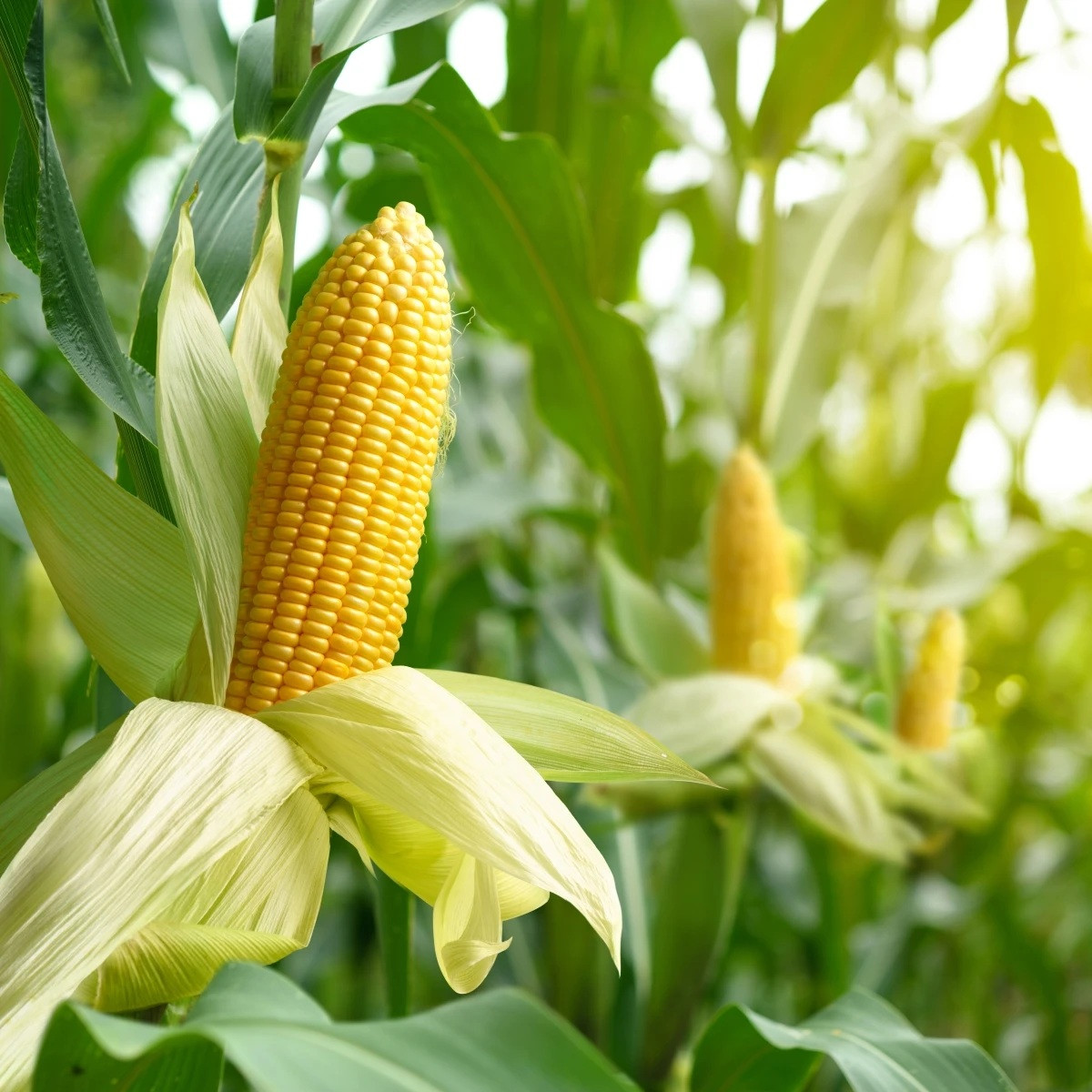 BIO Kukuřice Mergoscia - Zea mays - prodej bio semen - 15 ks