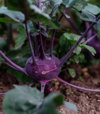 BIO Kedluben Blaro - Brassica oleracea var. gongylodes - prodej bio semen - 50 ks