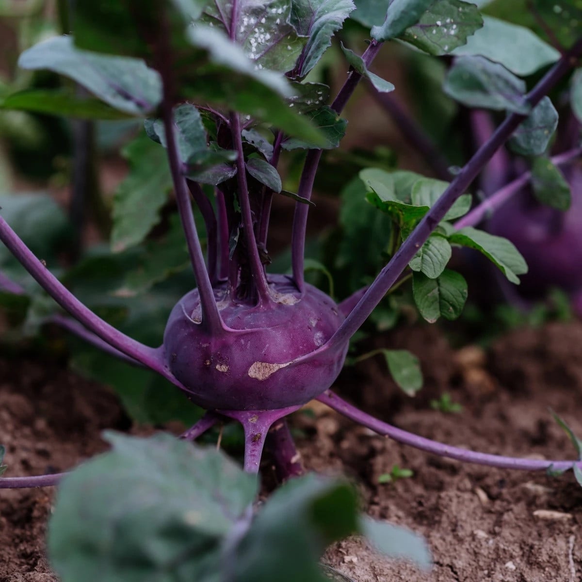 BIO Kedluben Blaro - Brassica oleracea var. gongylodes - prodej bio semen - 50 ks