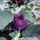 BIO Kedluben Dyna - Brassica oleracea var. gongylodes - prodej bio semen - 50 ks