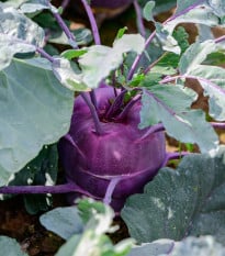 BIO Kedluben Dyna - Brassica oleracea var. gongylodes - prodej bio semen - 50 ks