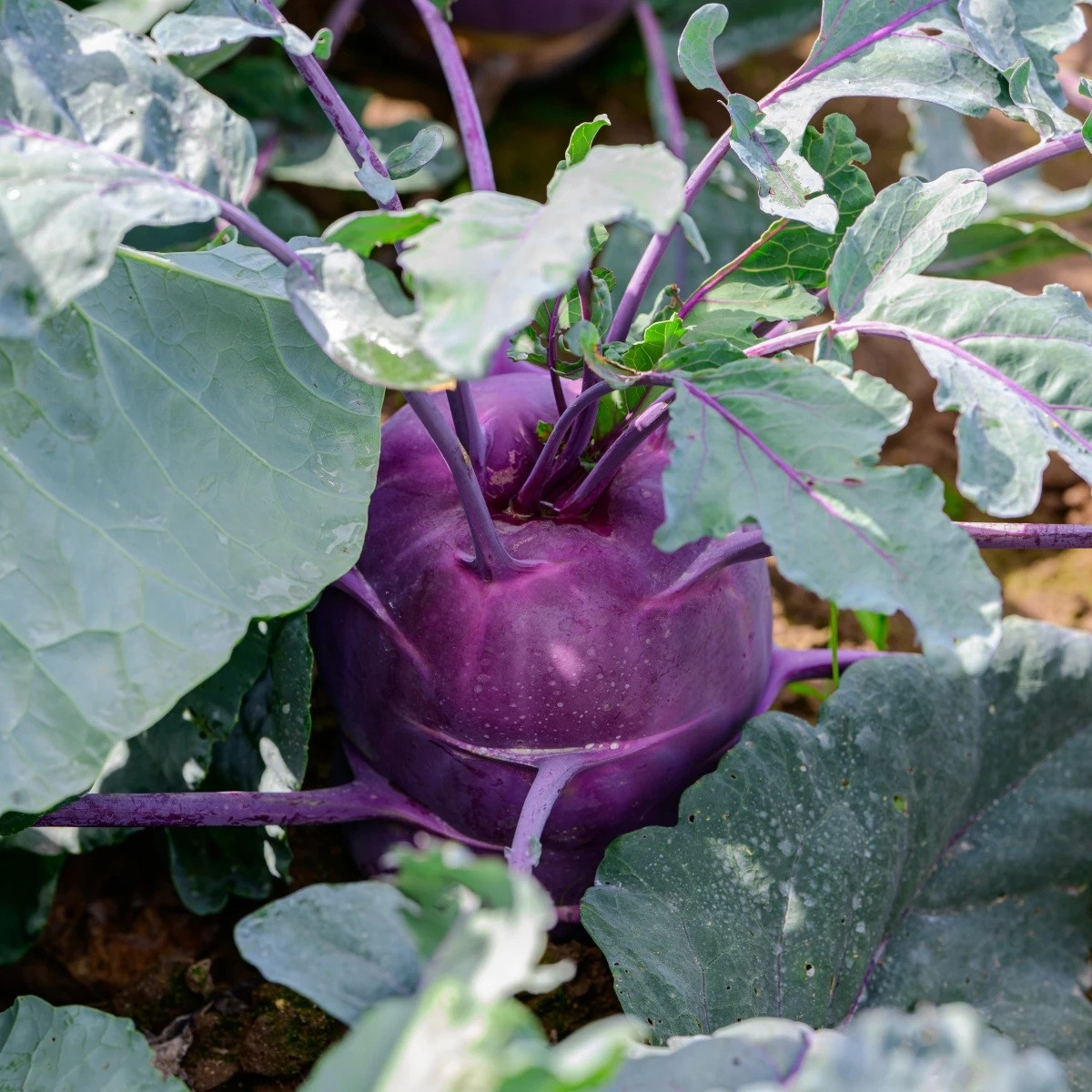 BIO Kedluben Dyna - Brassica oleracea var. gongylodes - prodej bio semen - 50 ks