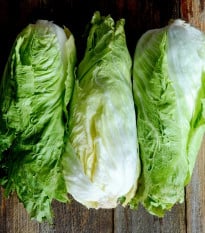 BIO Čekanka hlávková Nettuno - Cichorium intybus - prodej semen - 100 ks