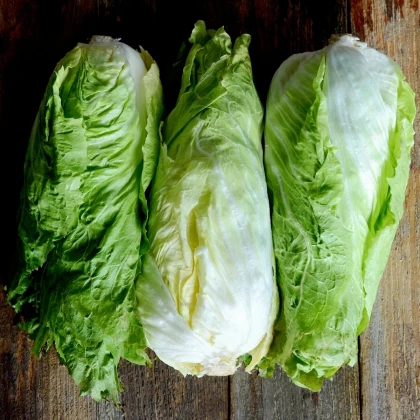 BIO Čekanka hlávková Nettuno - Cichorium intybus - prodej semen - 100 ks