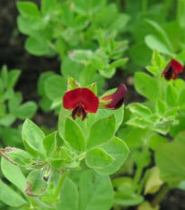 BIO Ledenec nachový - šparglový hrách - Lotus tetragonolobus - prodej bio semen - 20 ks