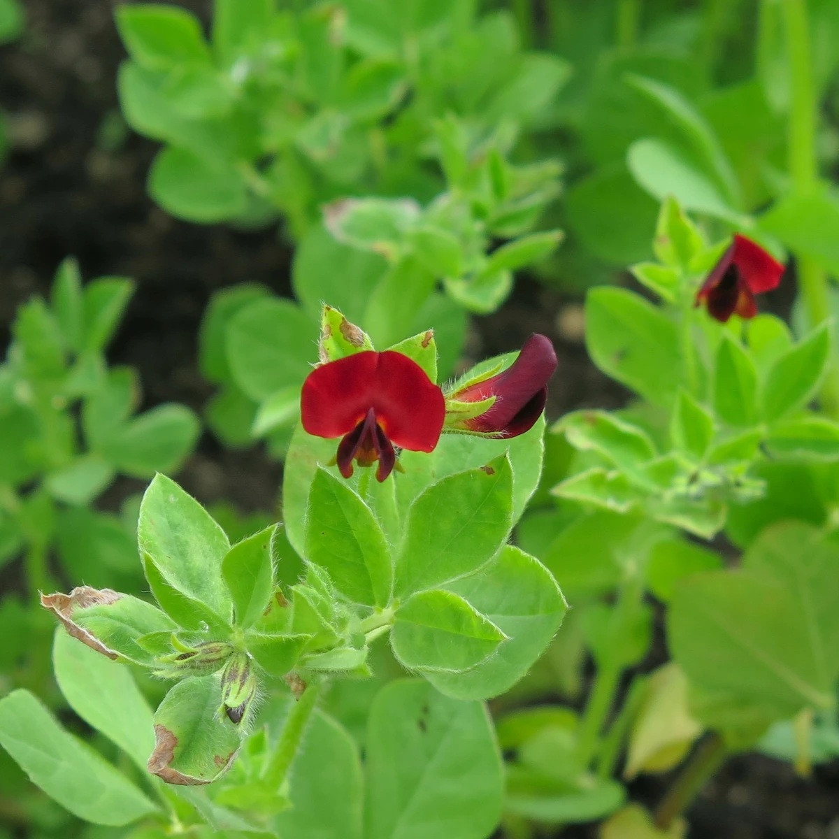 BIO Ledenec nachový - šparglový hrách - Lotus tetragonolobus - prodej bio semen - 20 ks