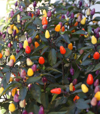 BIO Chilli Lila Luzi - Capsicum frutescens - prodej bio semen - 8 ks