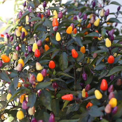BIO Chilli Lila Luzi - Capsicum frutescens - prodej bio semen - 8 ks