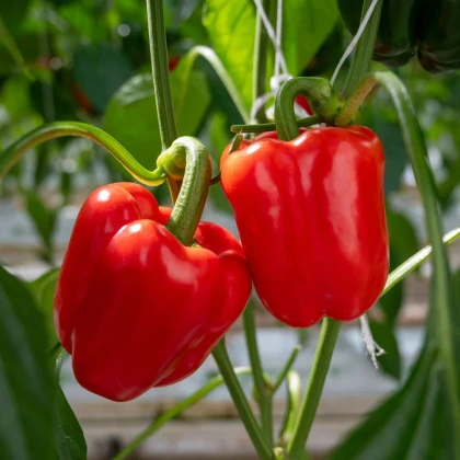 BIO Paprika Quadrato d Asti Rosso - Capsicum annuum - prodej bio semen - 8 ks